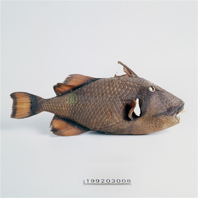 魚皮標本