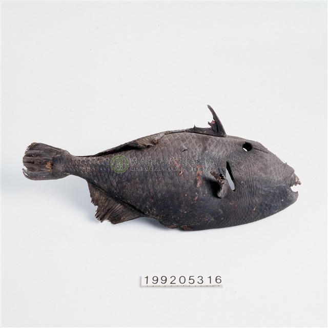 魚皮標本