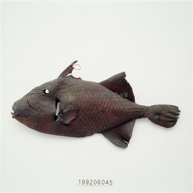 魚皮標本