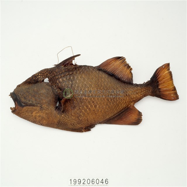 魚皮標本