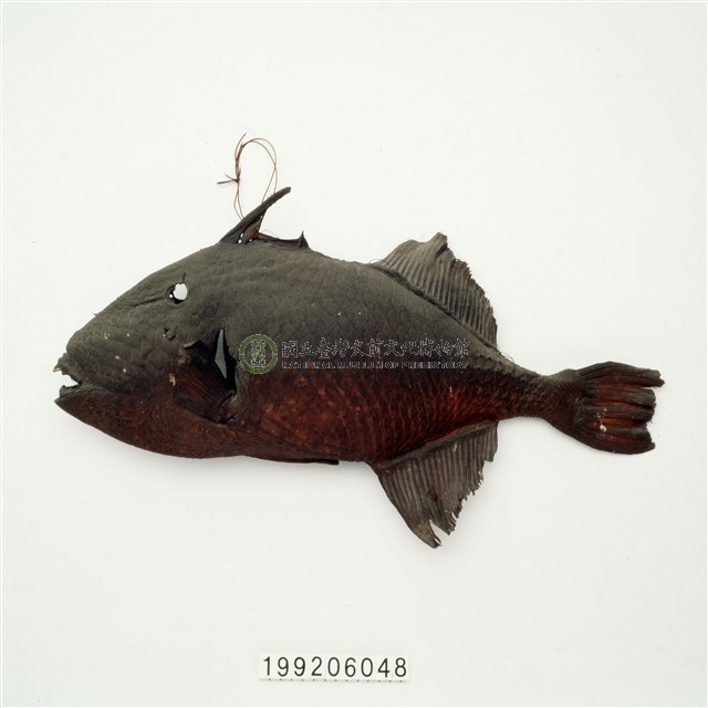 魚皮標本