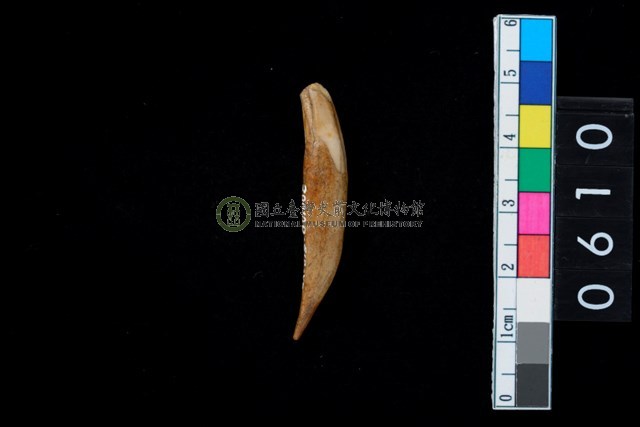 牙尖器