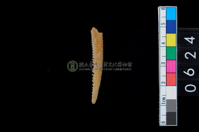 魚背鰭骨