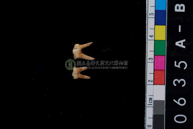 山羌左下第3、4前臼乳齒
