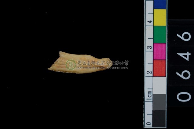 魚骨?