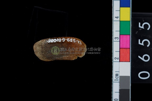 山豬右上第1門齒