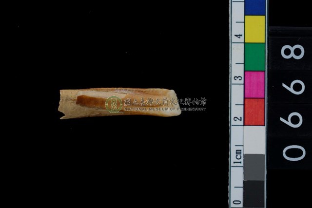 山豬左下第2門齒