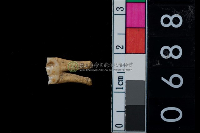 山羌前臼齒