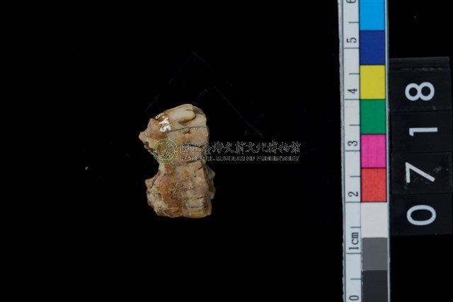 山豬右上第2大臼齒
