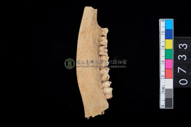 山羌右下顎骨齒