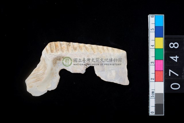 貝飾品?