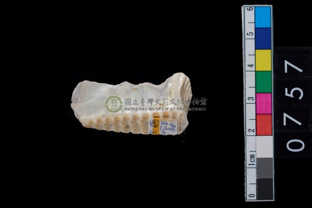貝飾品?