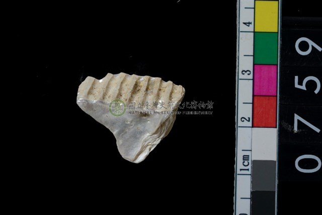貝飾品?