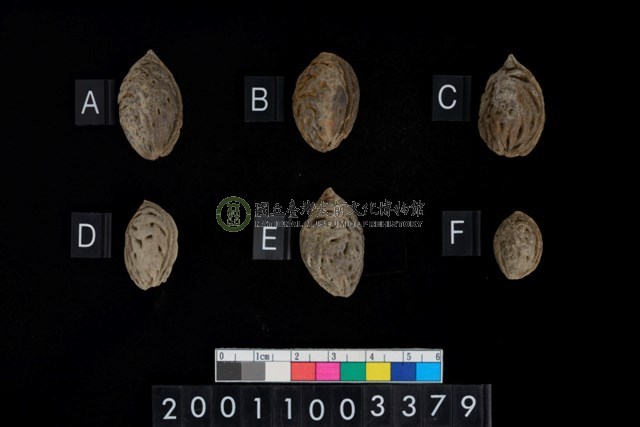 薔薇科桃種子