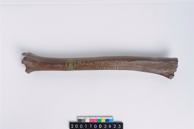 骨鑿器