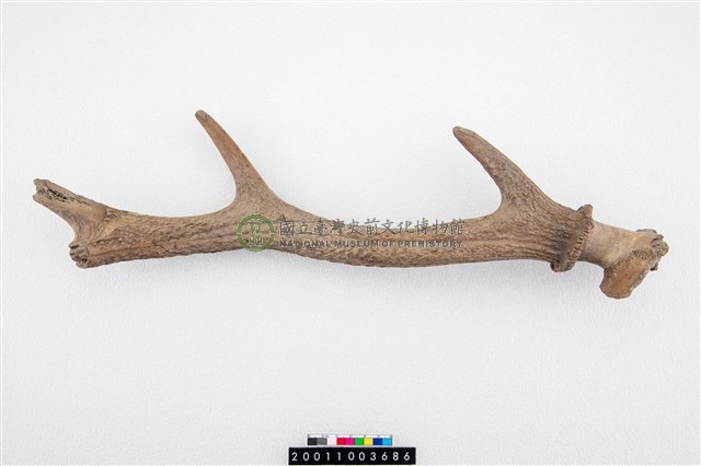 鹿角