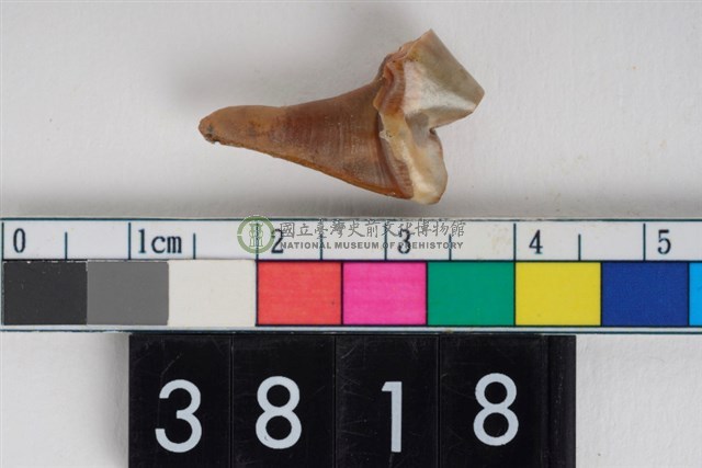 貓左下顎第1大臼齒