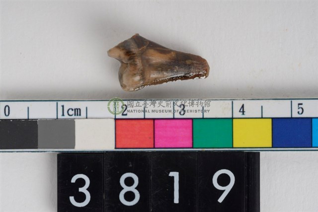 狗右下顎第1大臼齒