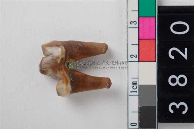 狗右下顎第1大臼齒