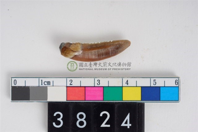 狗左下顎第1門齒與犬齒