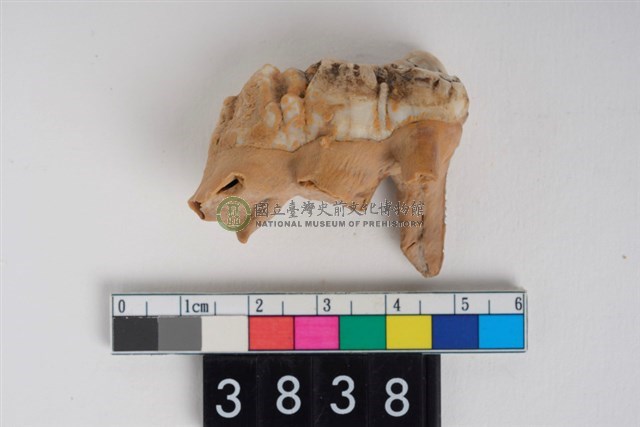 豬右下顎第3大臼齒