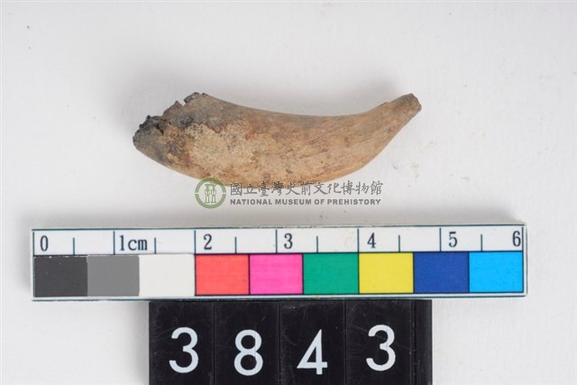 豬右下顎犬齒根