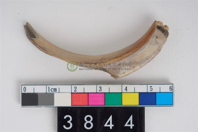 公豬右下顎犬齒