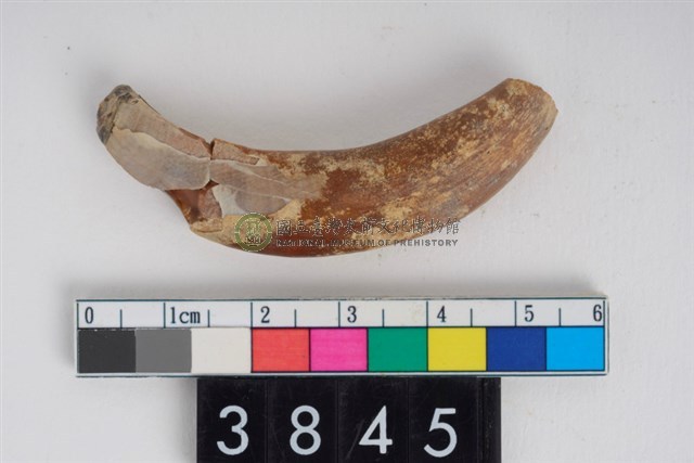 公豬右下顎犬齒