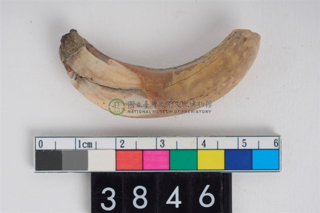 公豬右下顎犬齒