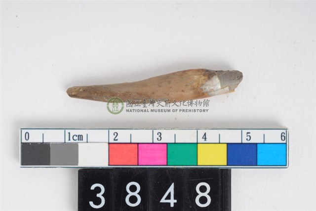 豬右下顎第2乳門齒