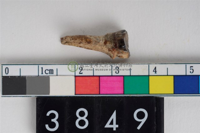 豬右下顎第3乳門齒