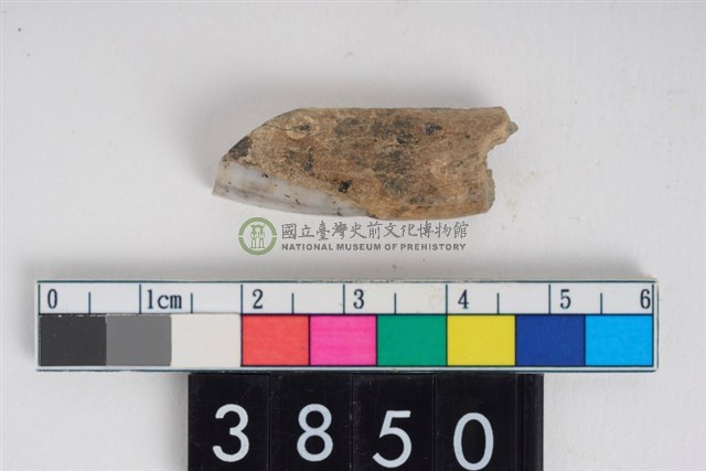 豬右下顎第1門齒