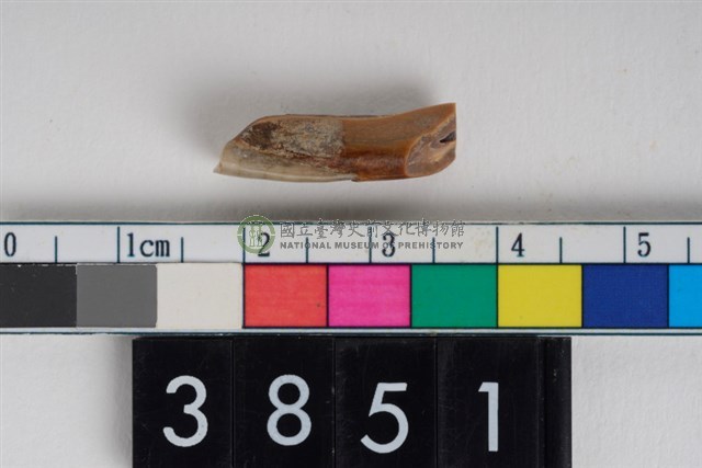 豬右下顎第1門齒