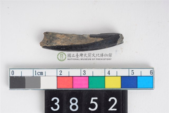 豬右下顎第1門齒