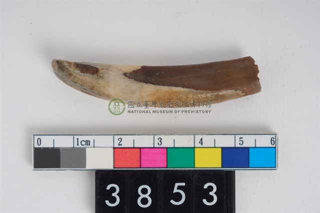 豬右下顎第1門齒