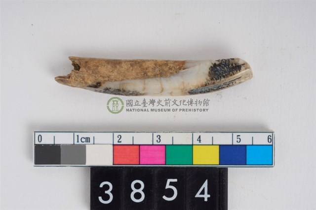 豬右下顎第1門齒