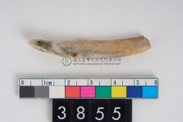 豬右下顎第1門齒