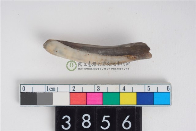 豬右下顎第1門齒