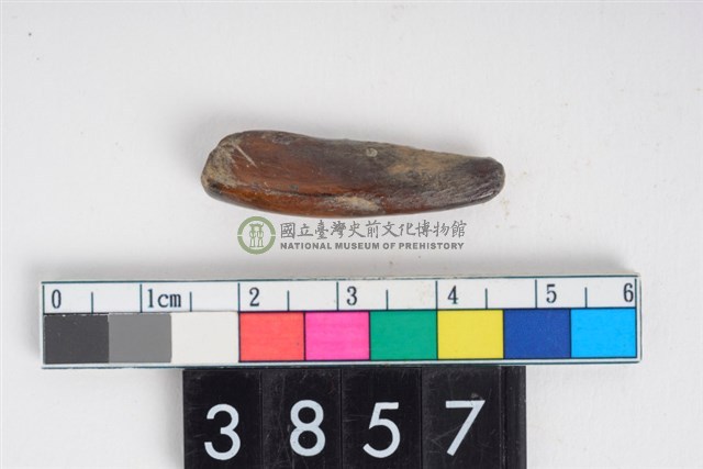 豬右下顎第1門齒