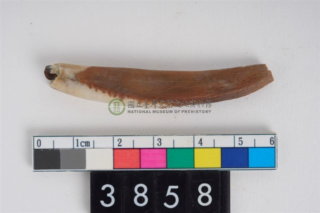 豬右下顎第1門齒