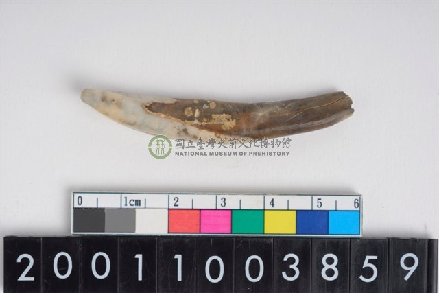 豬右下顎第1門齒