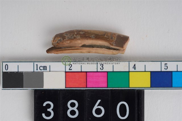 豬右下顎第2門齒