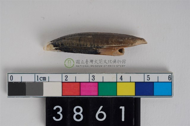 豬右下顎第2門齒