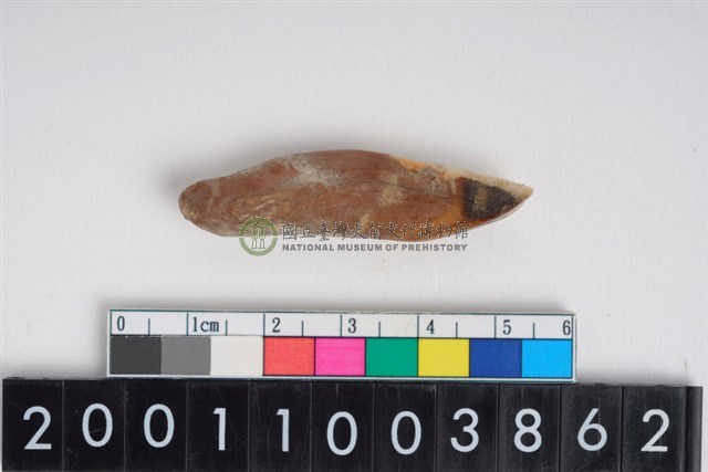 豬右下顎第2門齒