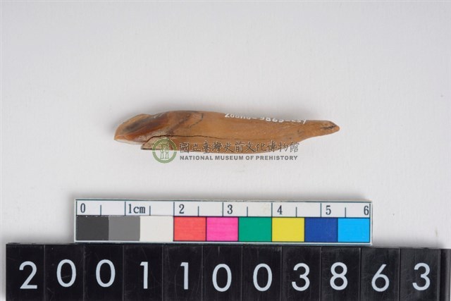 豬右下顎第2門齒