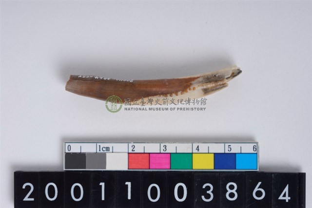 豬右下顎第2門齒