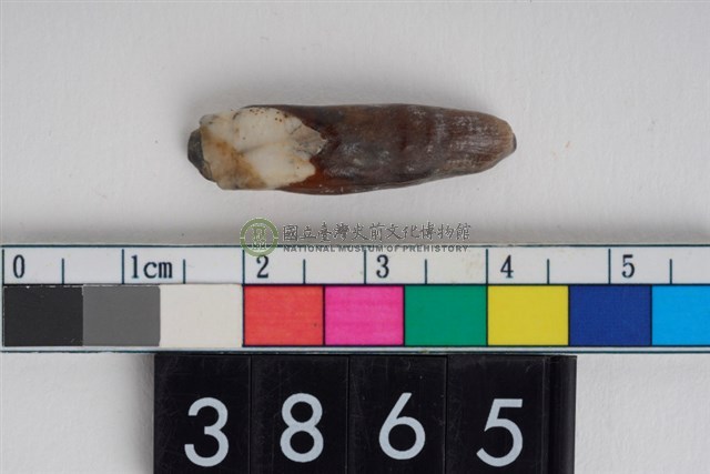 豬右下顎第3門齒