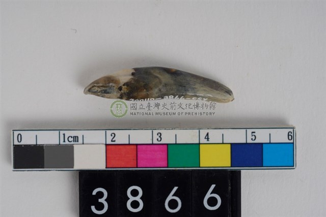 豬右下顎第3門齒