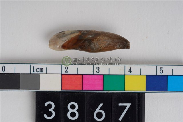 豬右下顎第3門齒