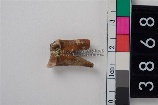 豬右下顎第2門齒